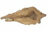 Rooted Triceratops Tooth - South Dakota #70141-2